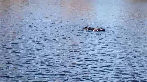 Ducks kissena.