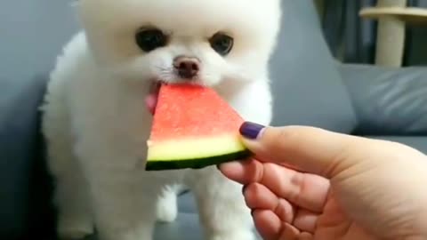 ASMR Cute Puppy Eating Watermelon