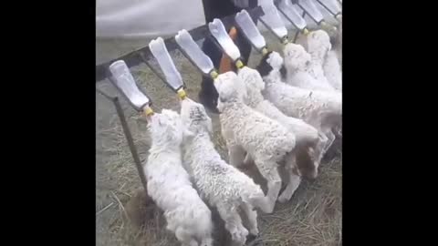 Cute baby animals Videos Compilation cute moment of the animals - Cutest Animals