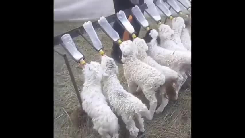 Cute baby animals Videos Compilation cute moment of the animals - Cutest Animals