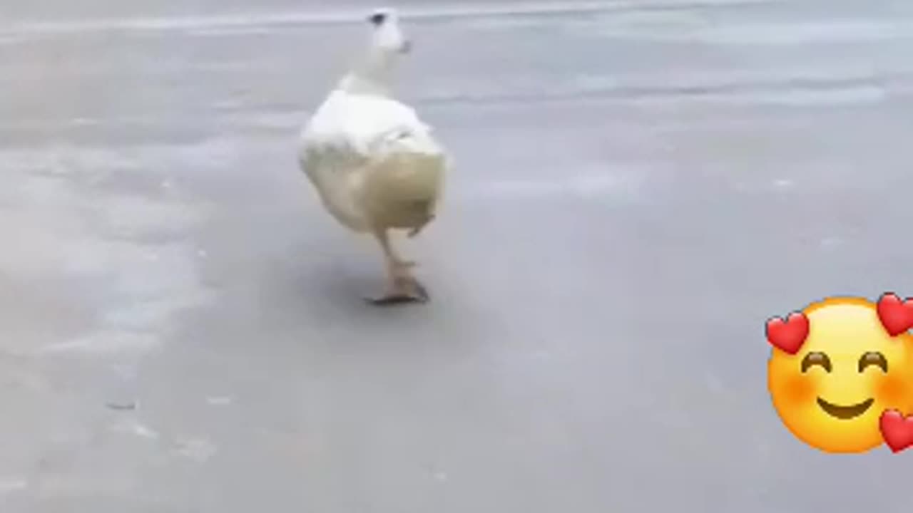 funy moves