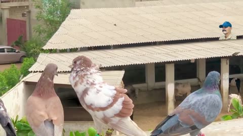 Pakistani Gola Pigeons Lariyan - Pakistan Ki Sab Se Bari Lariyan Coming Soon Be Ready Bilal bhai