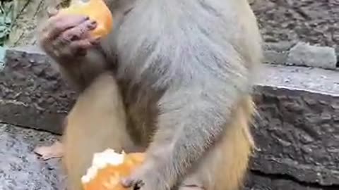 Monkey feeling hungry