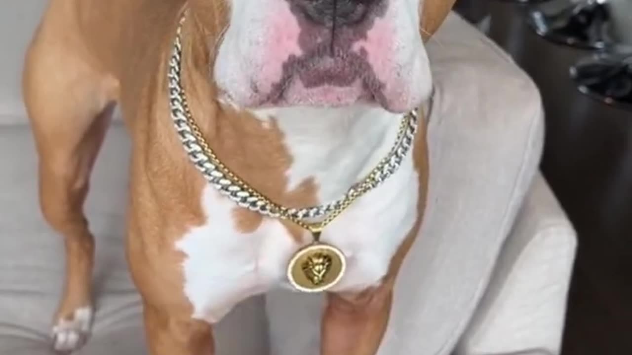 The dog is very good language