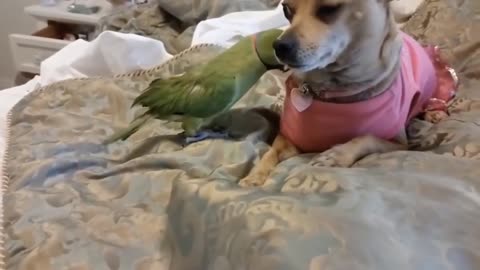 The love of a parrot and a dog