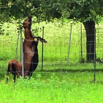 Goat eats apple from tree #funny #goat #animals