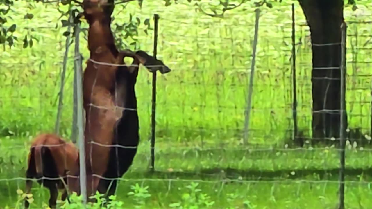 Goat eats apple from tree #funny #goat #animals