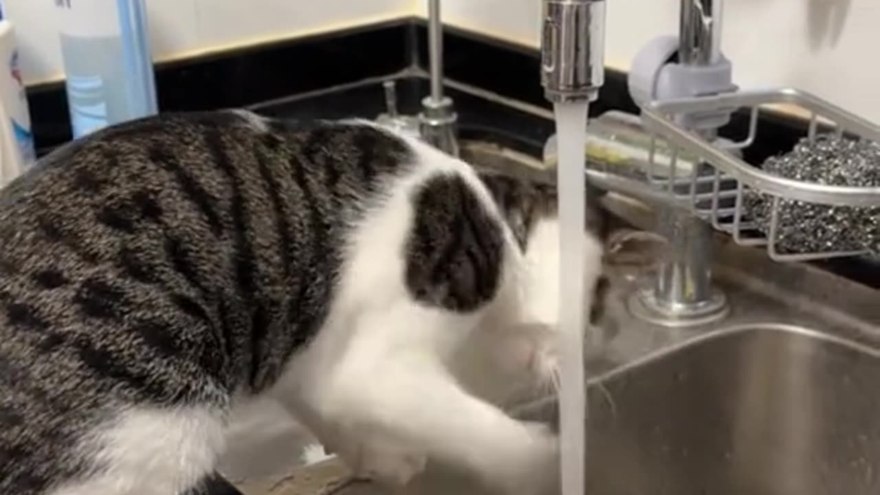 Cat Wash