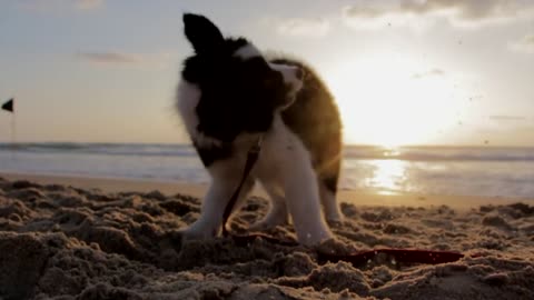 Playful puppy on the beach