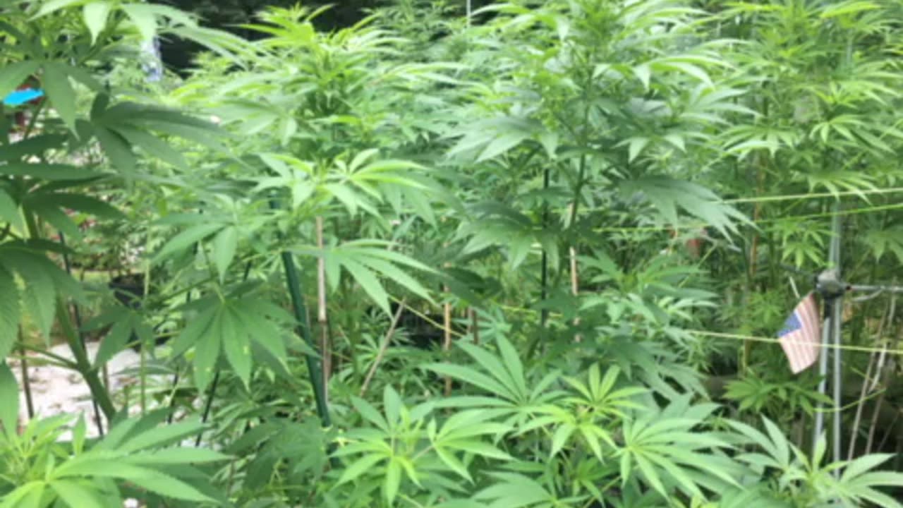 Japan 🇯🇵 offended by reality, Smith offended by #trump2024 yep one of those weekends p final*