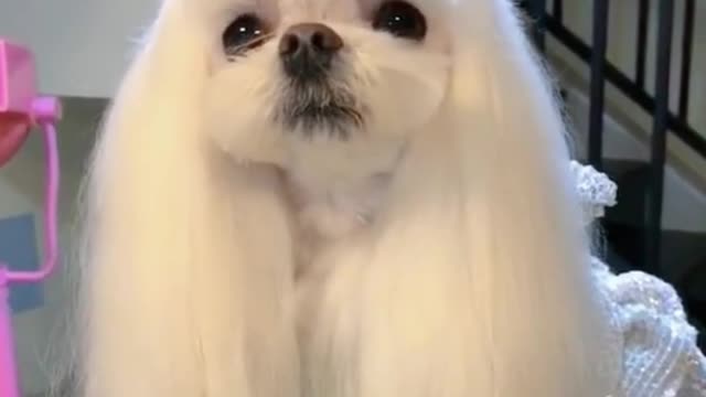 I like this dog. It looks so beautiful in clothes