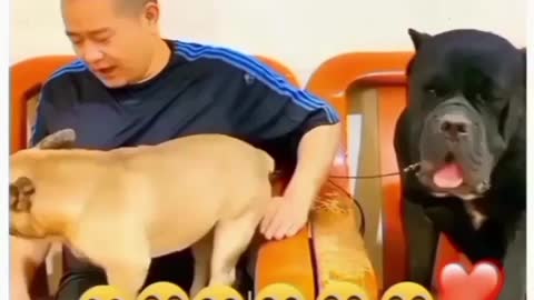 Funny small dog vs big dog