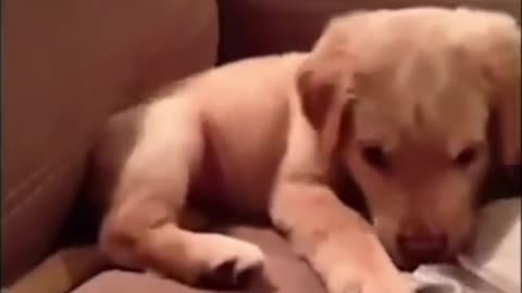 Dog moves his HIPS on beat