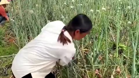 Chinese Giant Onion Harvesting_ চাইনিজ জায়ান্ট পেঁয়াজ সংগ্রহ