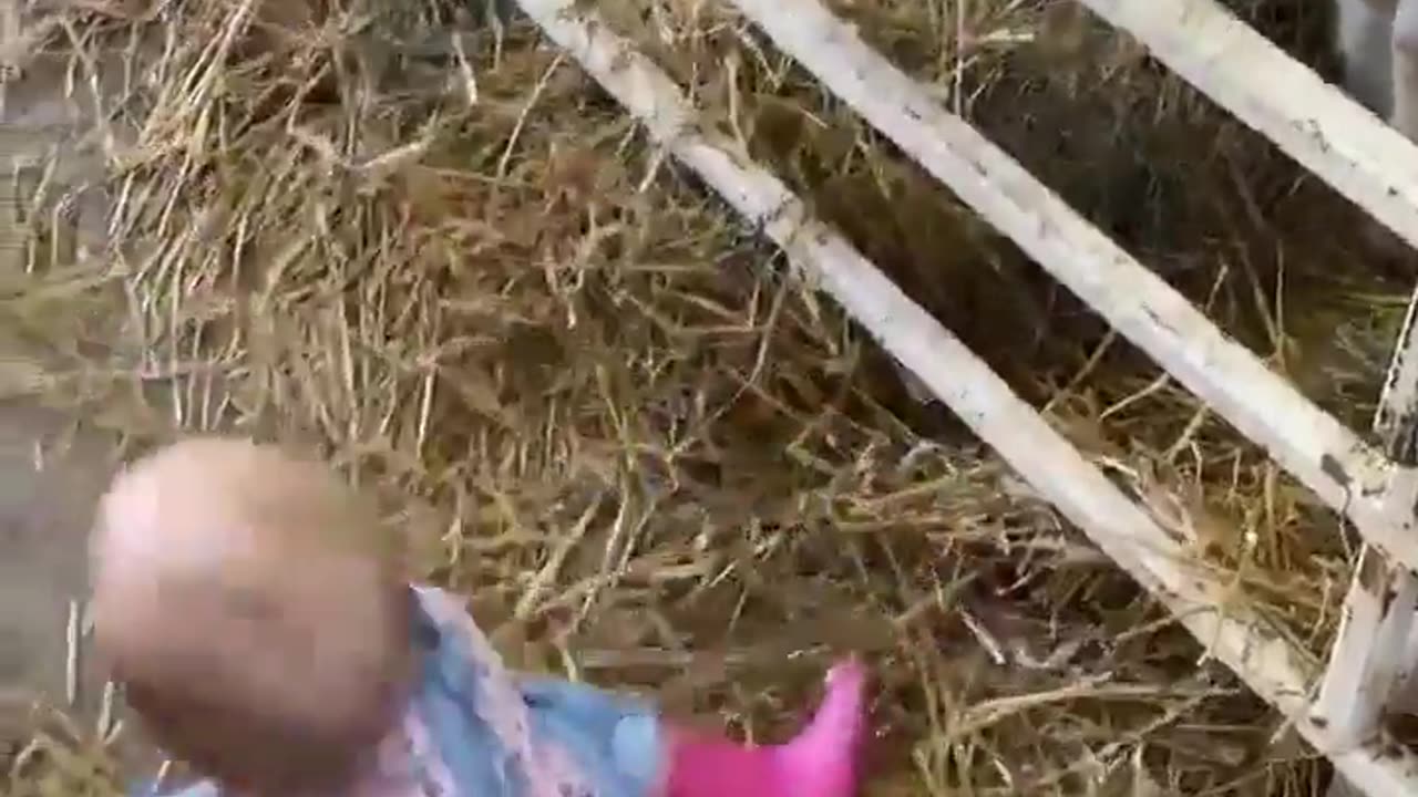 👶🚜 Funny | Baby Shiloh Goes to the Farm: A Hilarious Barnyard Adventure! | FunFM