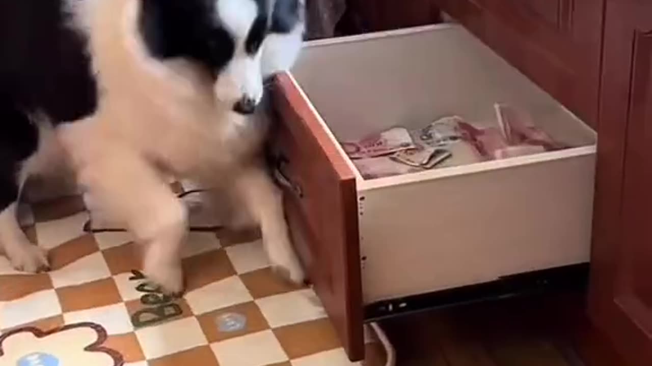 the dog fooled his master