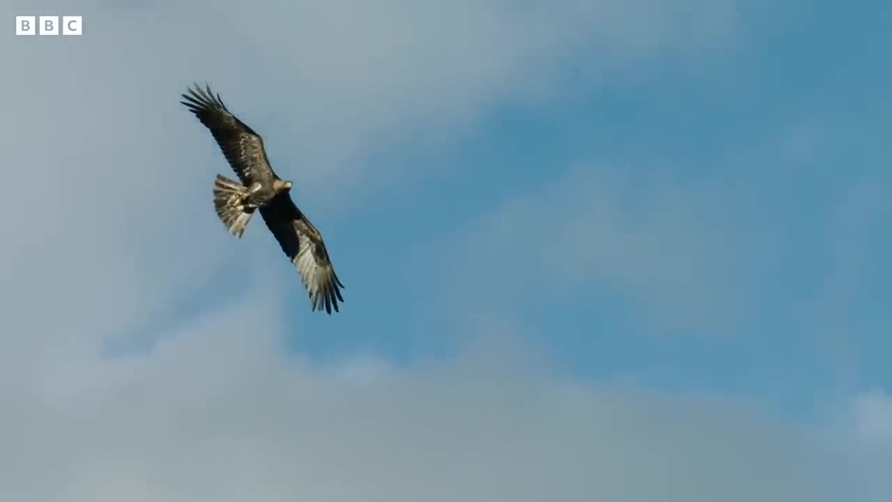 Just How Good is Eagle Vision? | Natural World: Super Powered Eagles | BBC Earth