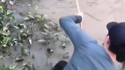 This is a beautiful and charming water-dwelling species