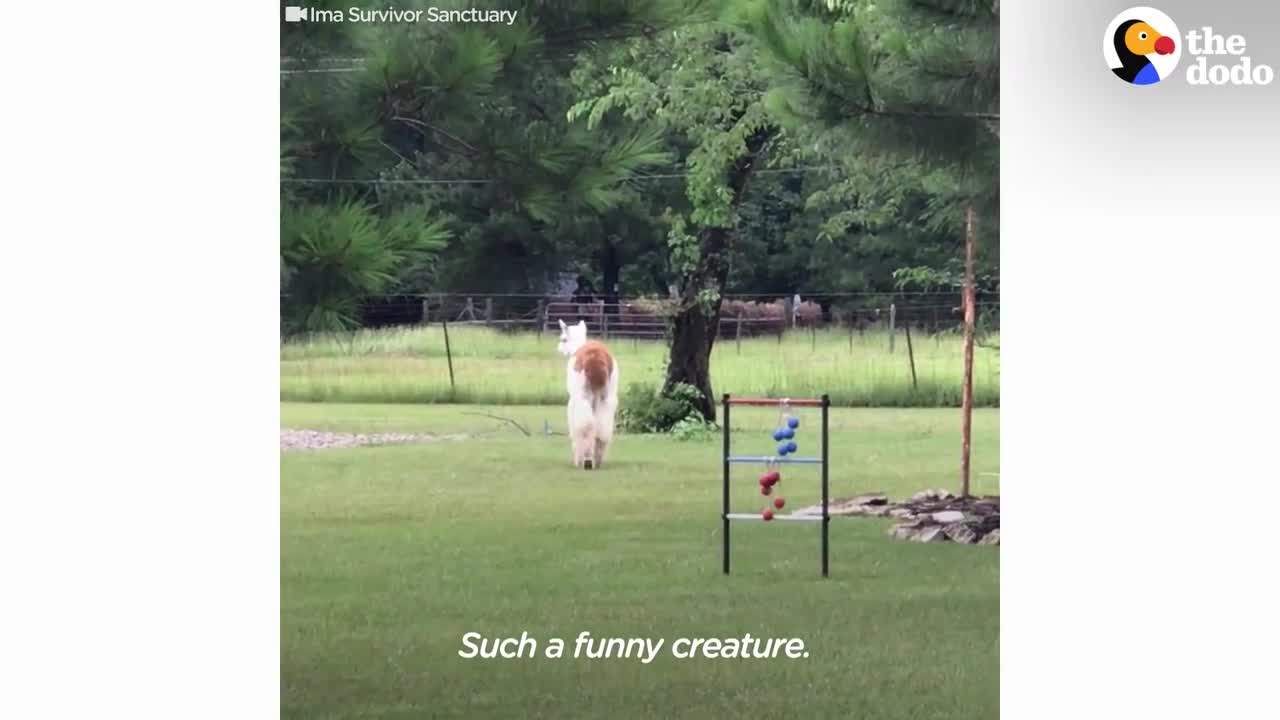 If You See This Alpaca .... RUN!!!!! | The Dodo