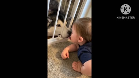 Husky& baby 👶 Becoming best friend 💯👀