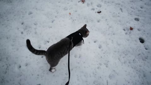 A Young cat takes its first walk in snow on a leash from the owner's POV