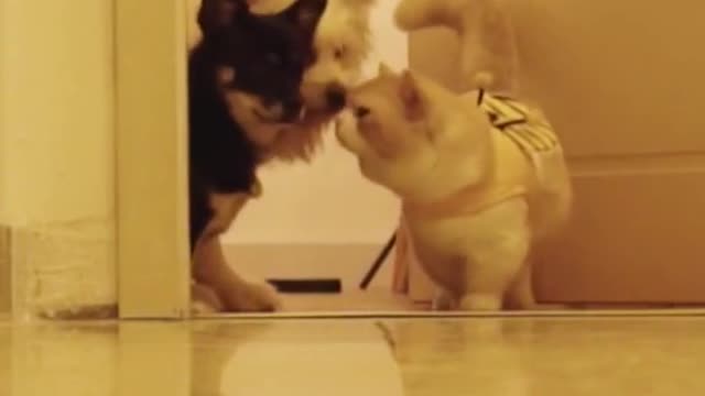 The catI'll explore the way first😹