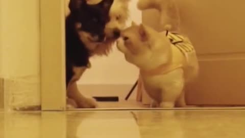 The catI'll explore the way first😹