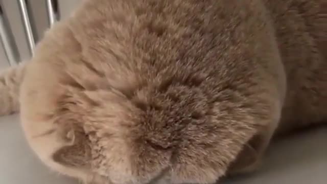The innocent cat was wronged