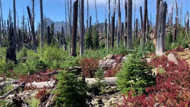 Central Oregon - Mount Jefferson Wilderness - This Red & Green Section feels Christmas Themed