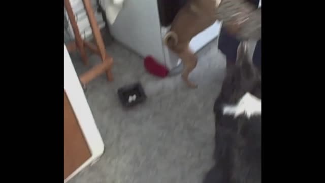 Dogs Desperately Beg Their Owner Not To Leave For Work