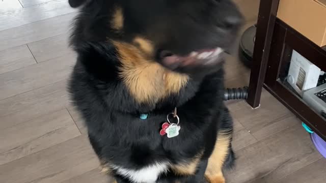 Enzo Learning to Speak Uses Indoor Voice