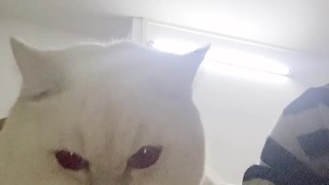 Please call me silly Cat Bantam Cat Cat