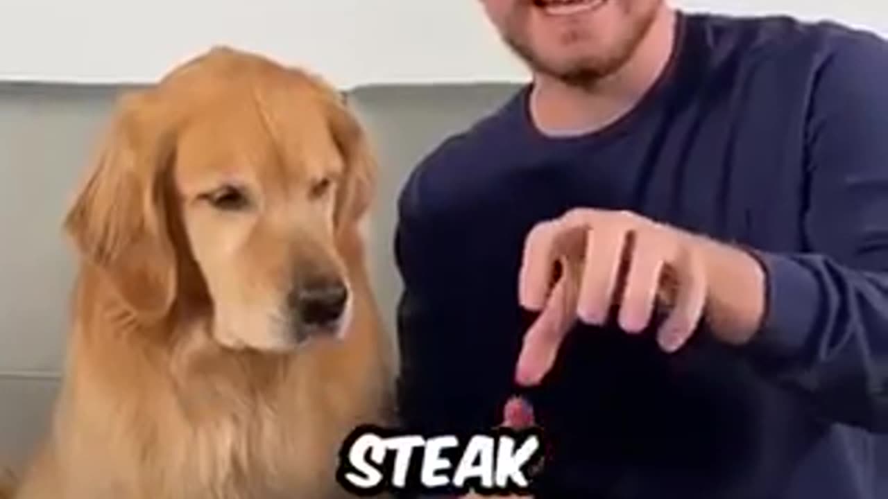 1$ vs 10,000$ Mr beast vs dog