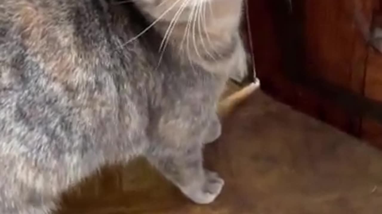 Irresistible Cat-Attracting Sounds Compilation