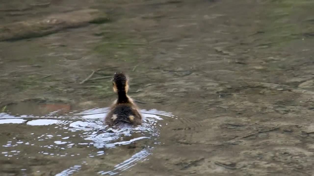 Duck chick swimming