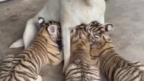 Tiger Cubs wants Feeding From Labrador _