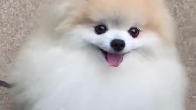 💓 A Cute Dog 🐕