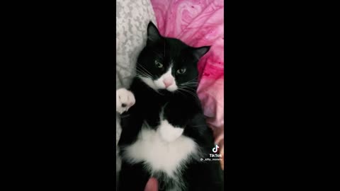 Funny cat video compilation part 1