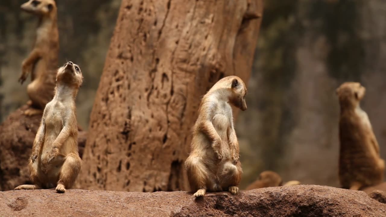 Meerkat Habits: