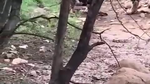 Tiger killed dog