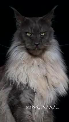 The most handsome cat in America