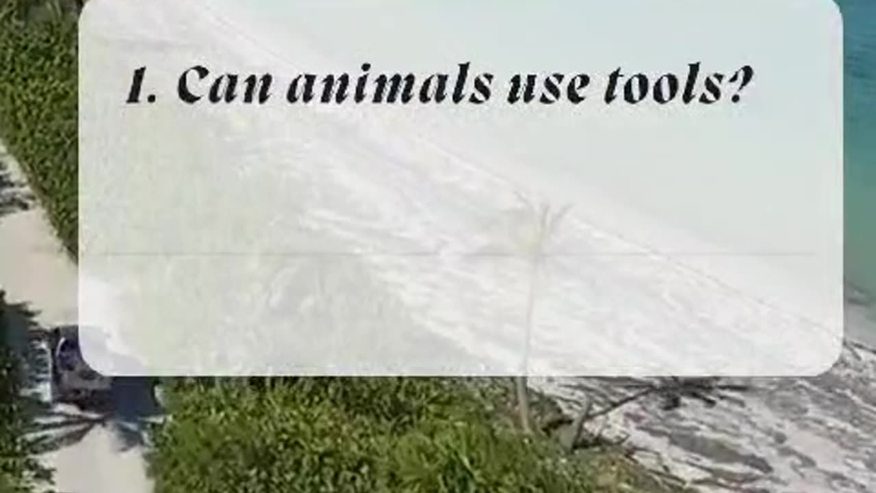 Wild animals fact