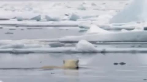 Hungry polar bear goes on the hunt