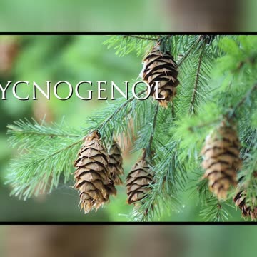 Unlock Health_ Pycnogenol's Super Antioxidant Secrets Revealed!