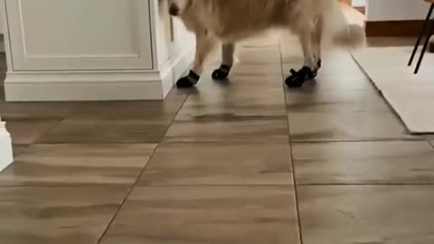 When dogs put on new shoes...