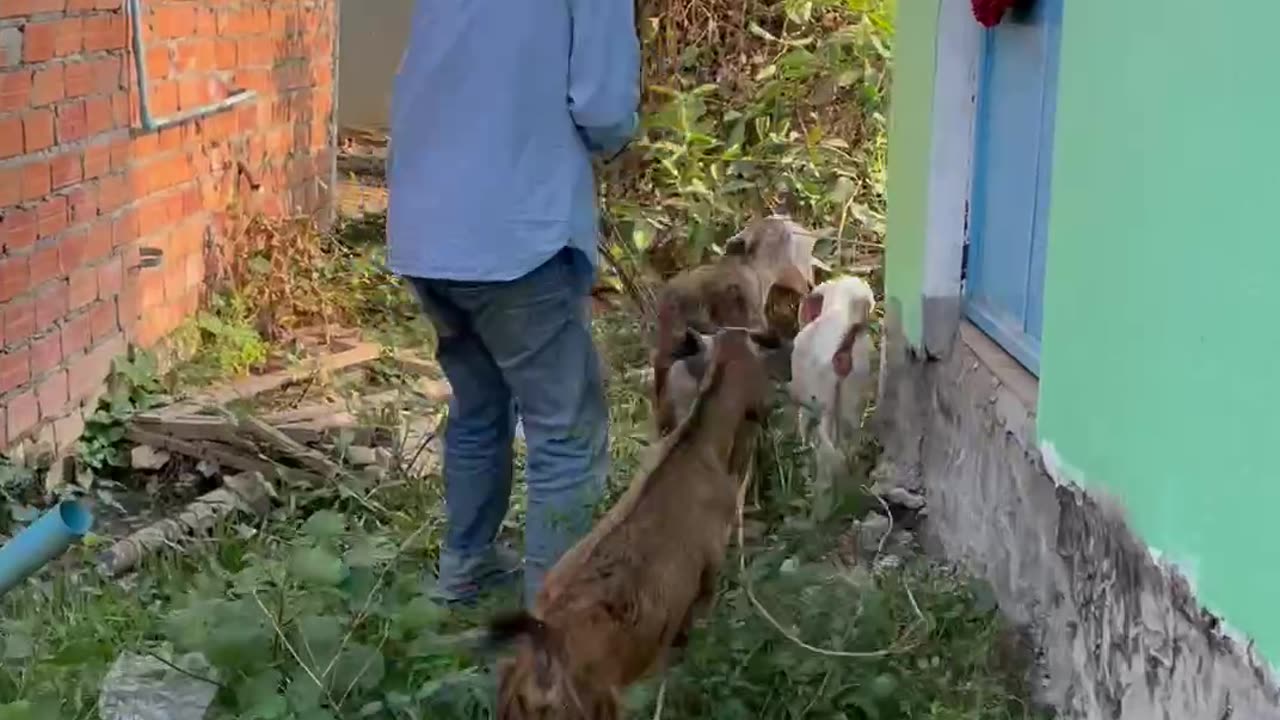 so beautiful goat, so cute and love goat1