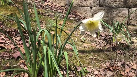 April 2, 2020 - Wildflowers Behind My House