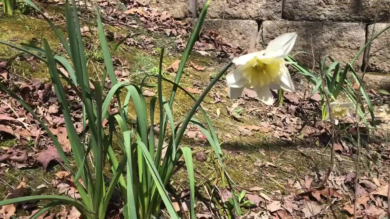 April 2, 2020 - Wildflowers Behind My House