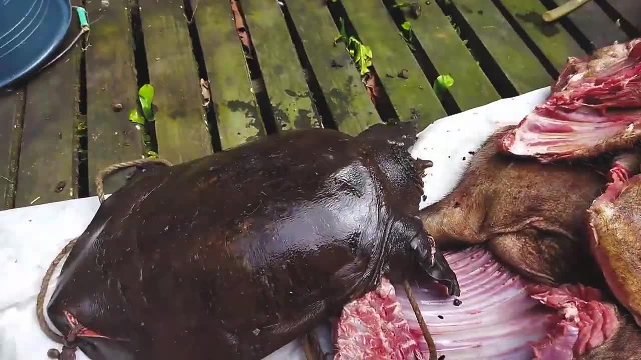 Hunting wild boars and turtles in the upper Kalimantan river