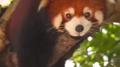 My favorite animal is a collection of cute red pandas♥